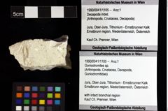 Foto (Objket + Etiketten) von Goniodromites sp. 